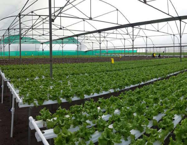 hydroponics farming