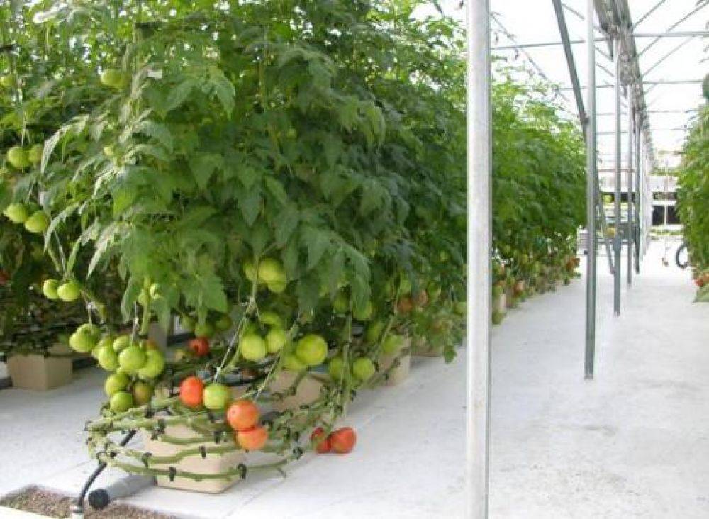 hydroponics farming